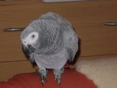 Lojza 1